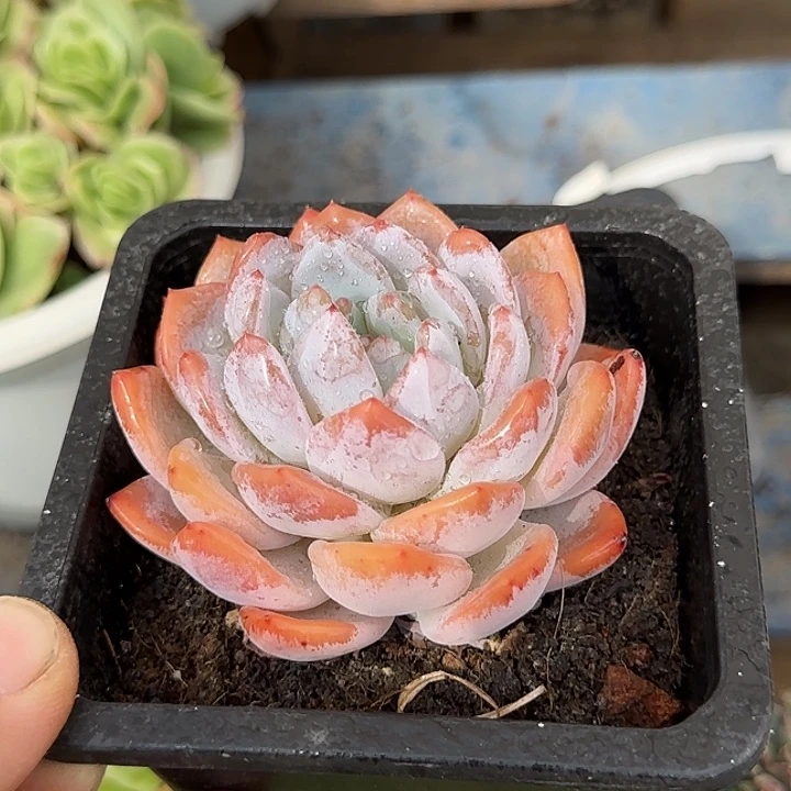 血橙惊鸿一物一拍包装收缩花旱