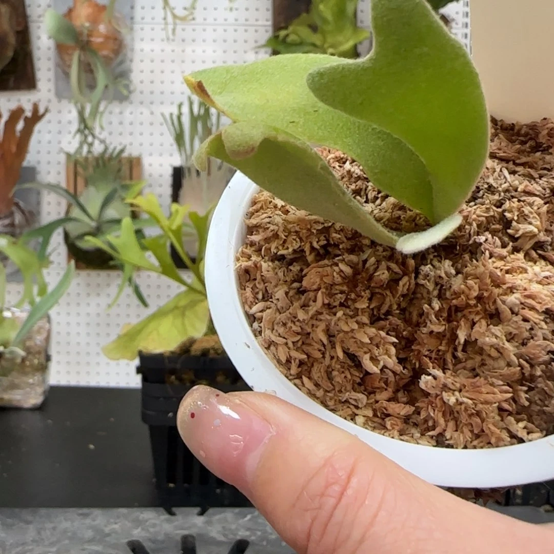 银凤鹿角蕨孢子苗