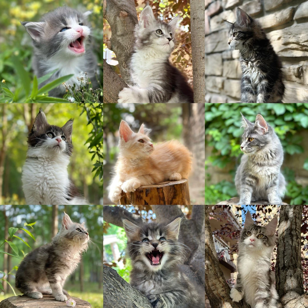 【再等等缅因猫】缅因库恩活体宠物猫