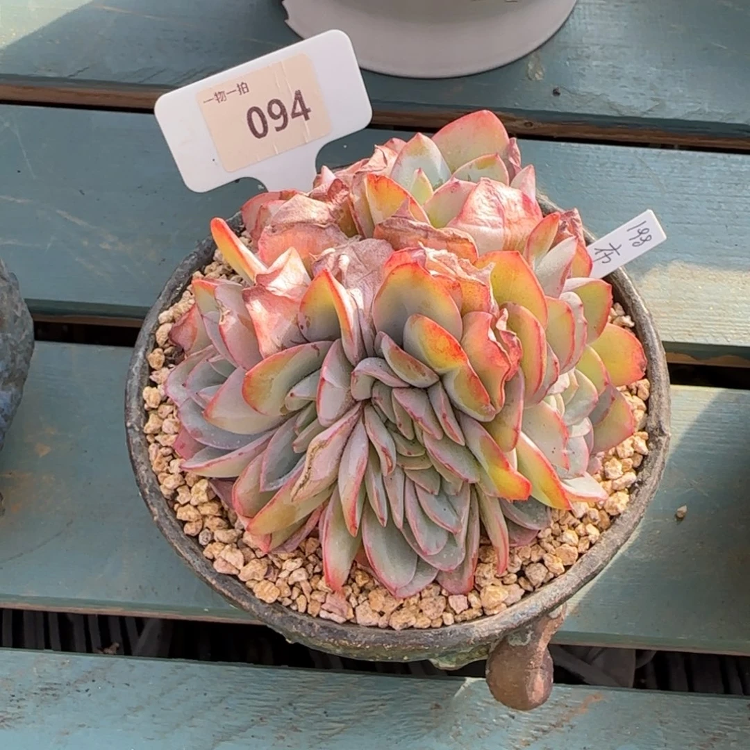 蓝***蓝解忧一物一拍094布鲁蓝