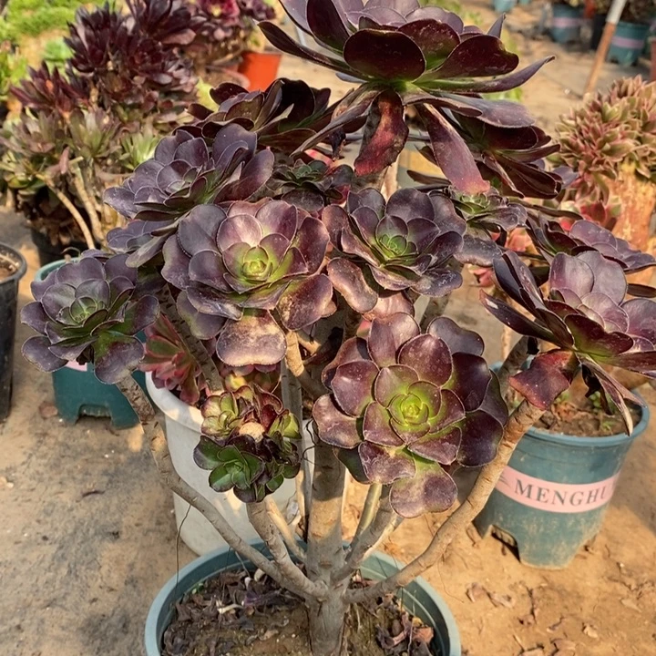 圆叶多肉植物50