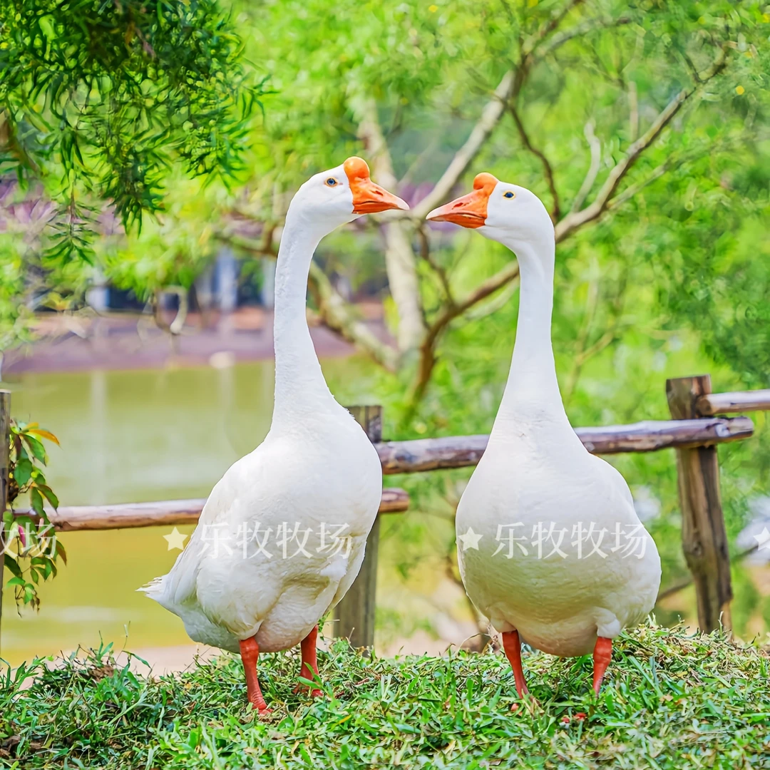 大三花下蛋王青年鹅顺丰包邮包活到家凤头鸭宠物鸭