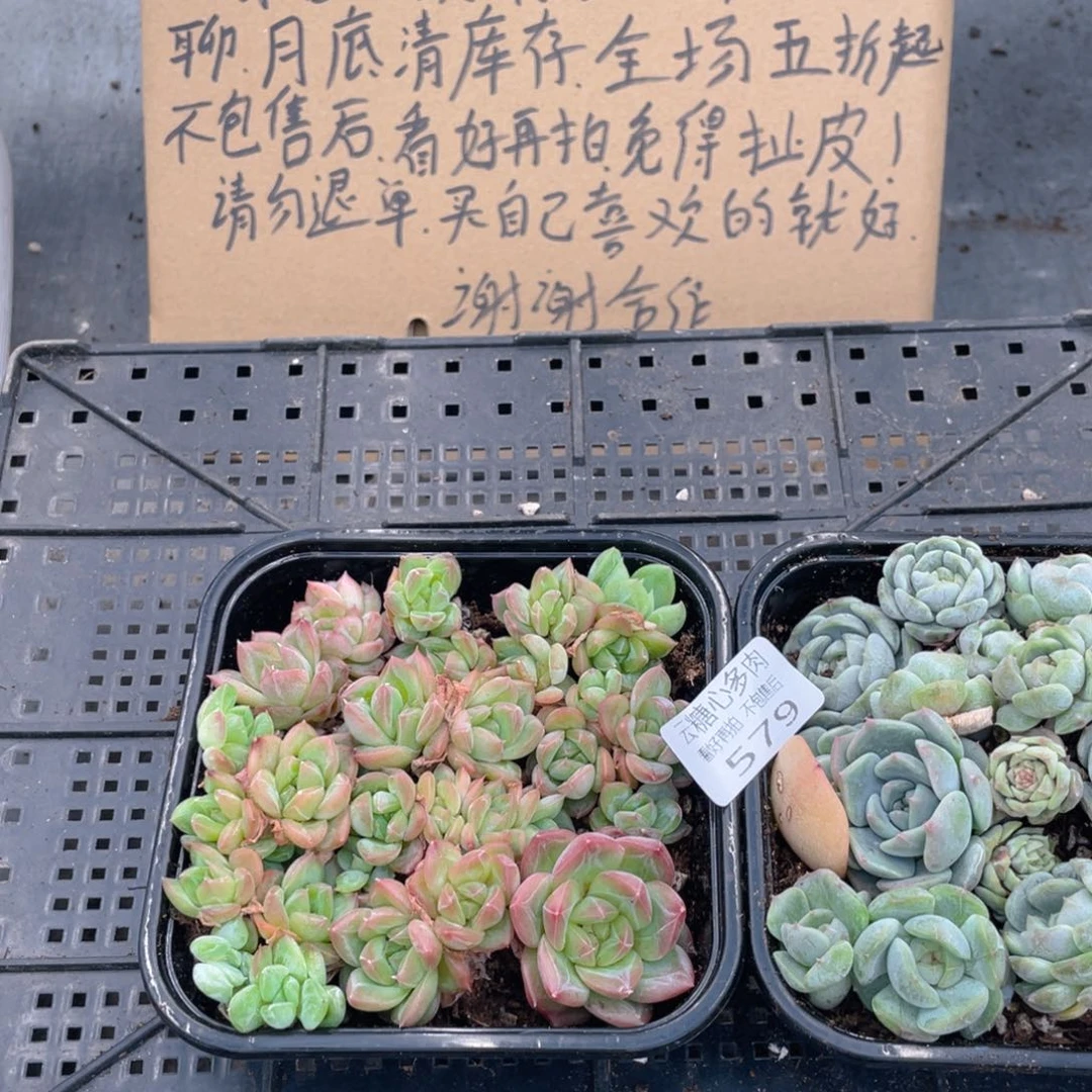云糖心多肉植物579