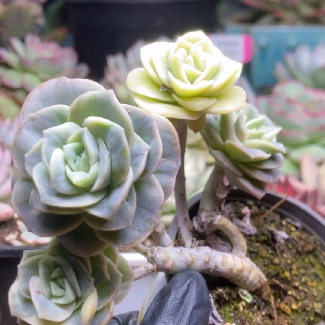 m****r255可爱玫瑰有砍锦锦锦