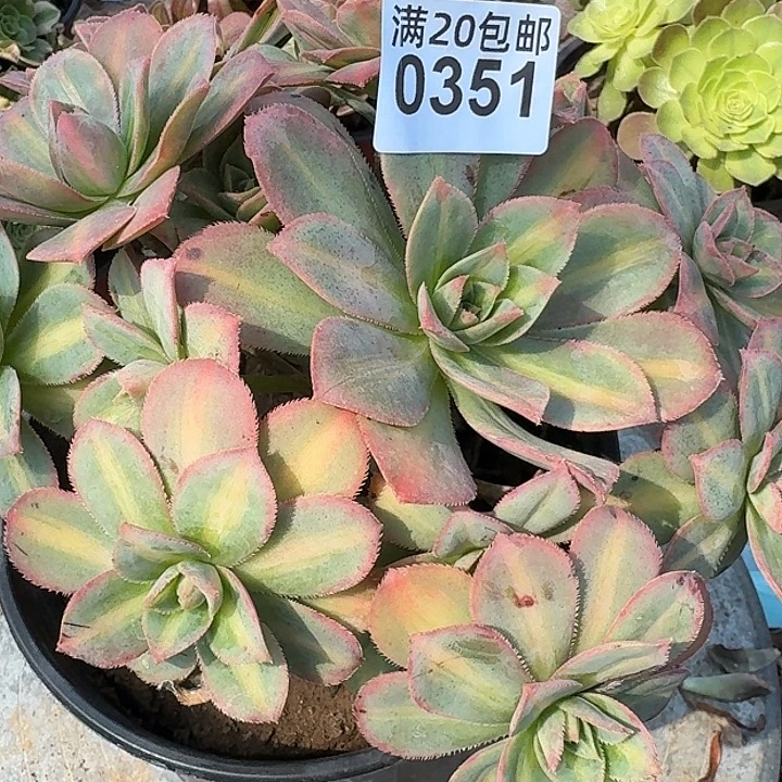0351星鲍多肉法师