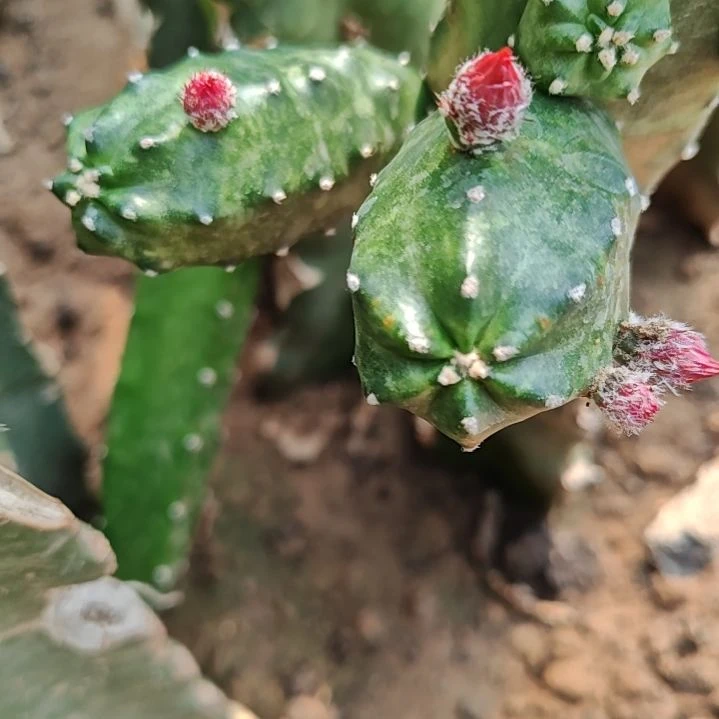 橙花桃太郎侧芽2个