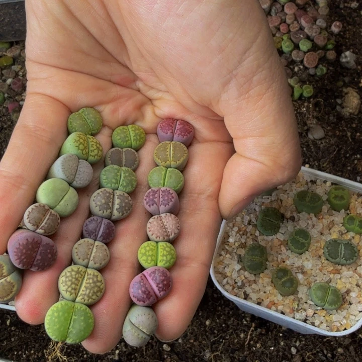 ?*叶多肉植物和植物的生长10