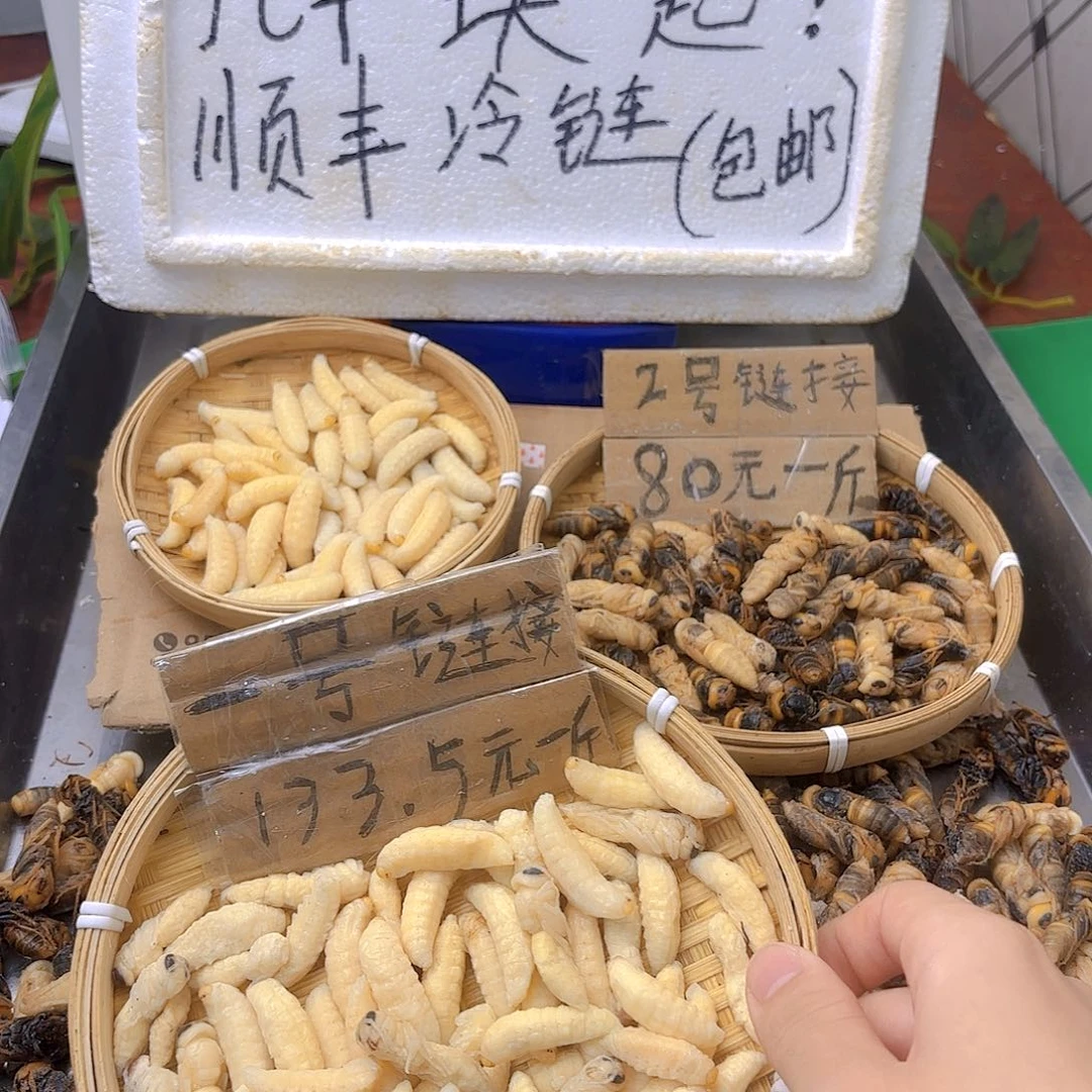 算***了30天中国大陆虎头蜂1-2级1斤