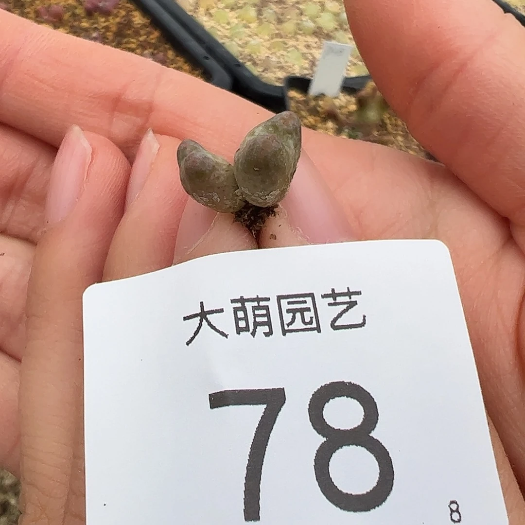 000078量拍园艺ARM714B鹿角斑马双头1颗