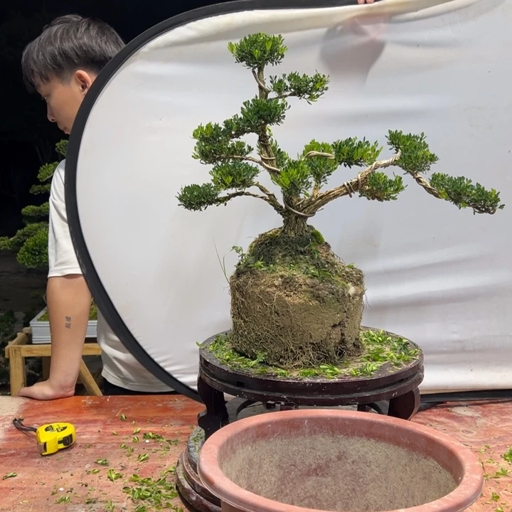 无花朵广东皱皮黄杨