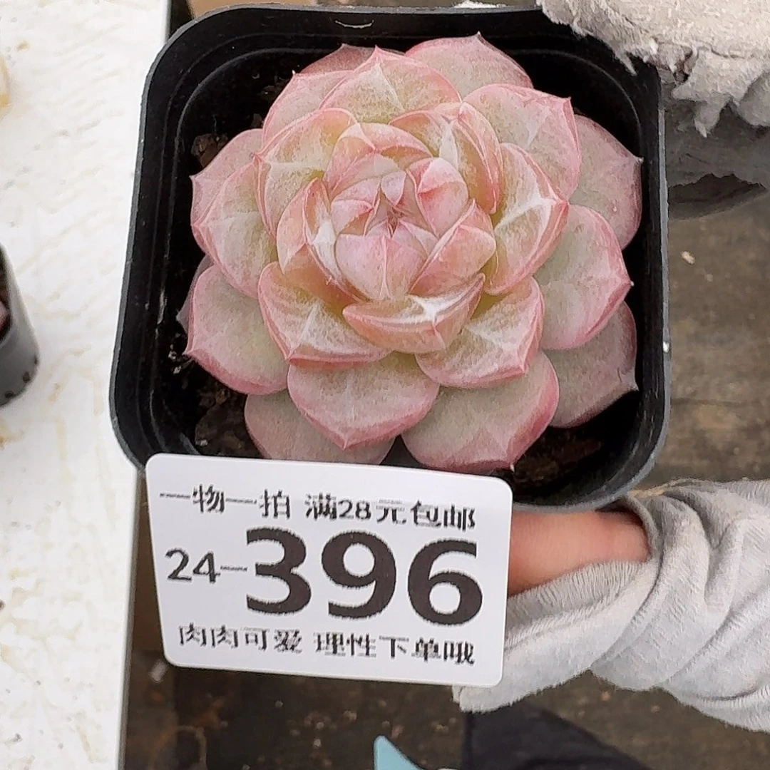 柠檬珍妮无盆土发货呀