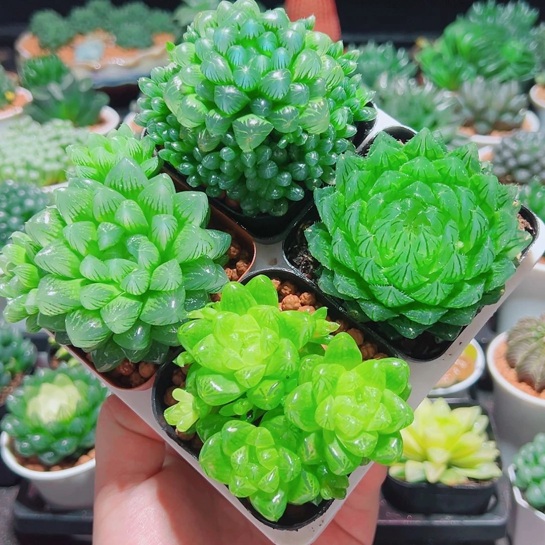 樱水晶姬玉露群雪花水晶草原盆土