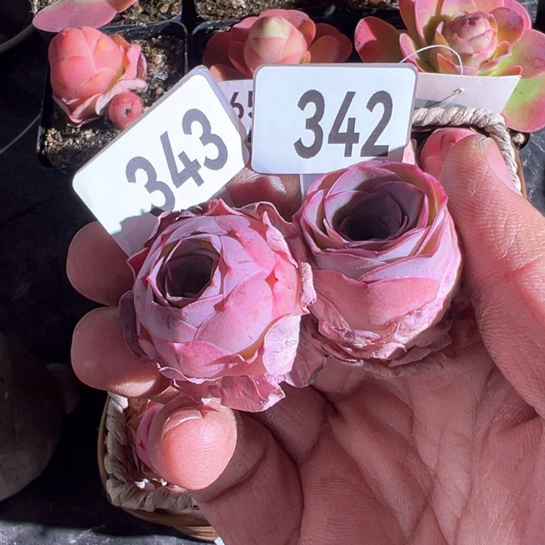 山**色草莓342-343山地玫瑰多肉