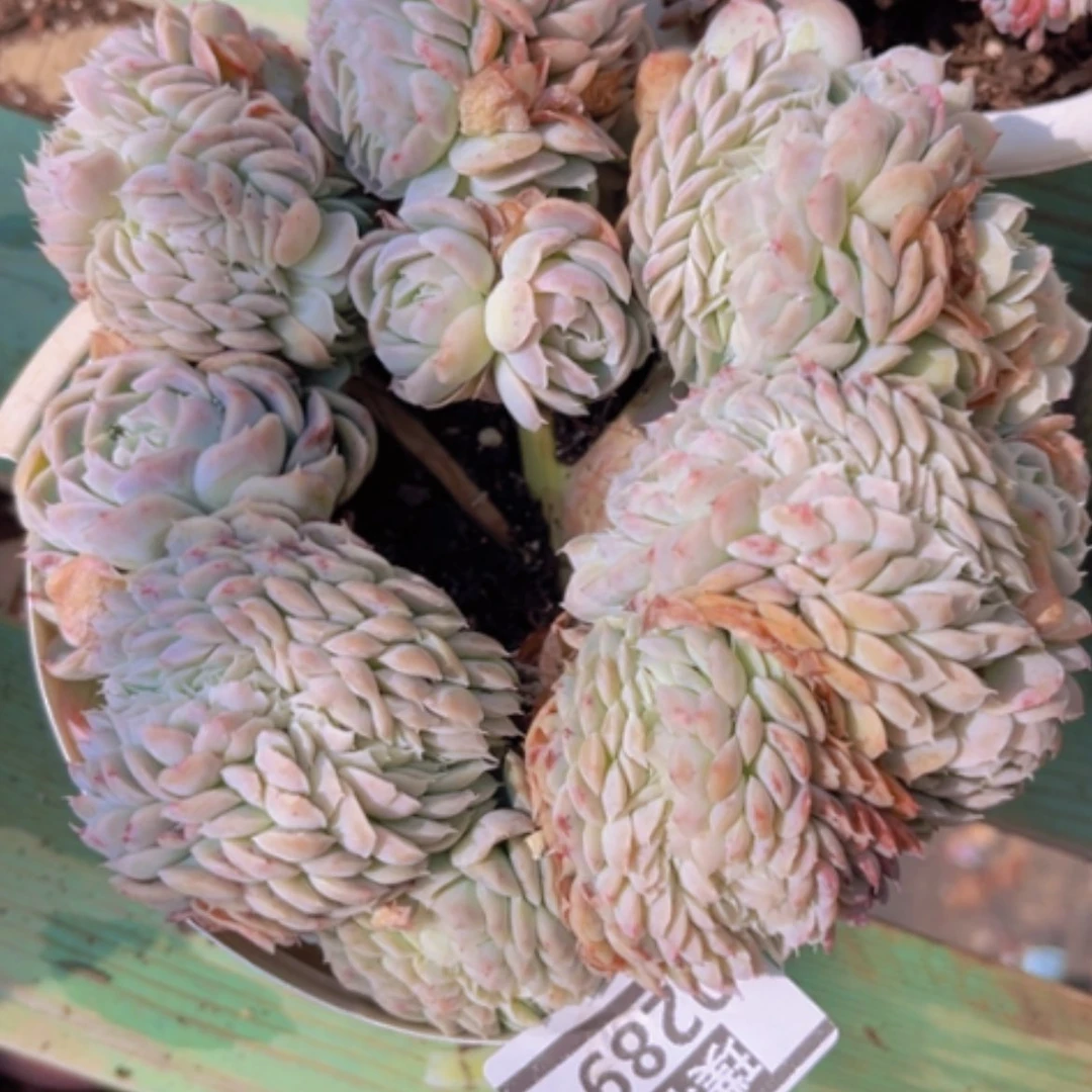 【闪购商品】妞*香妃0288