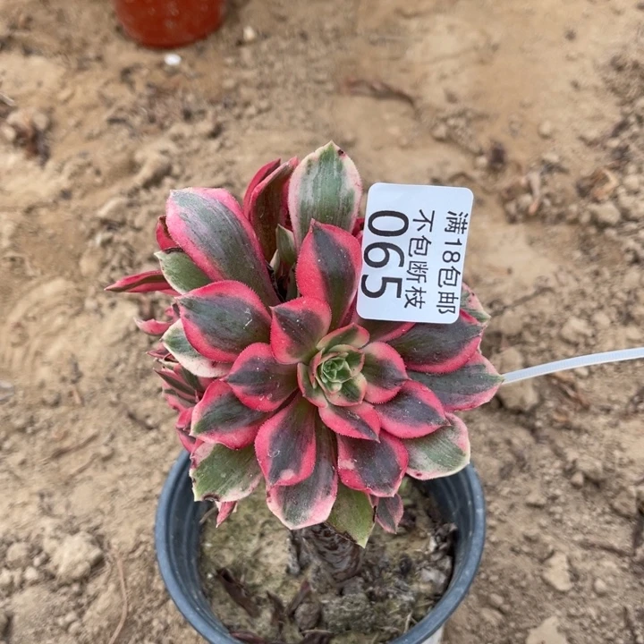 往***风065女妖嫁接的2号棚