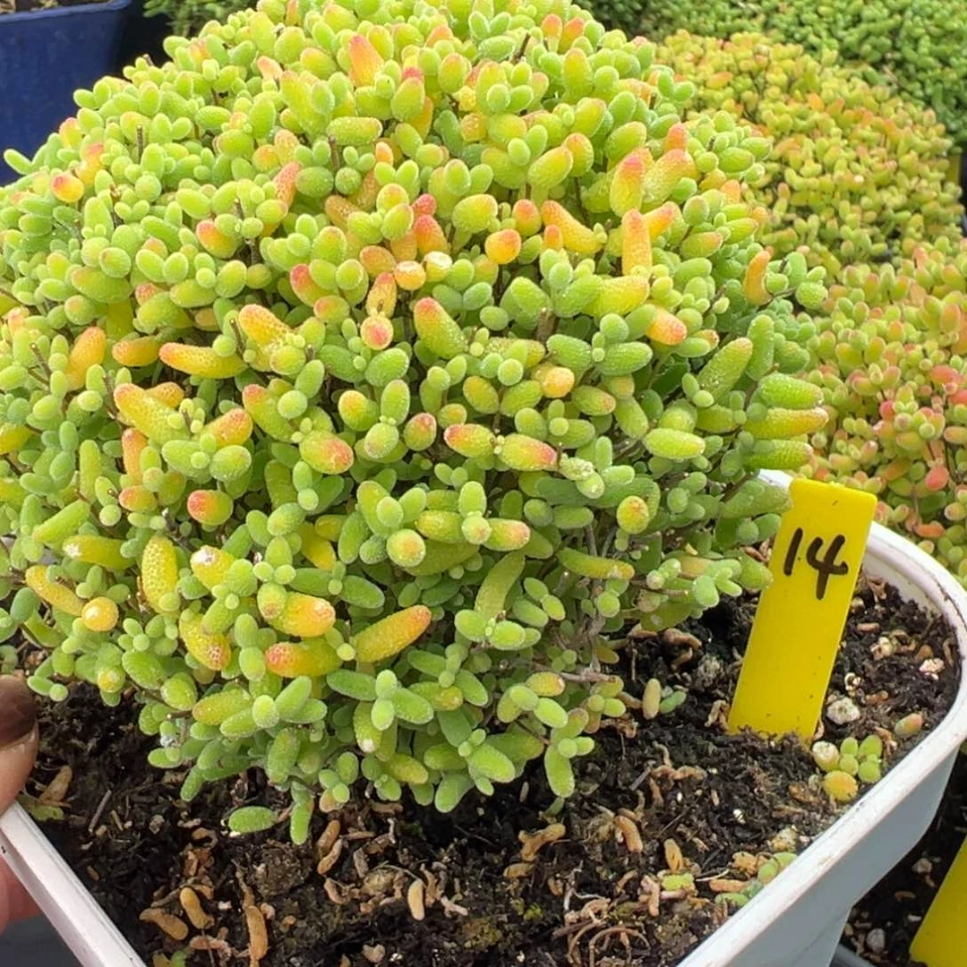 蜜橘蘑菇头14号10cm盆