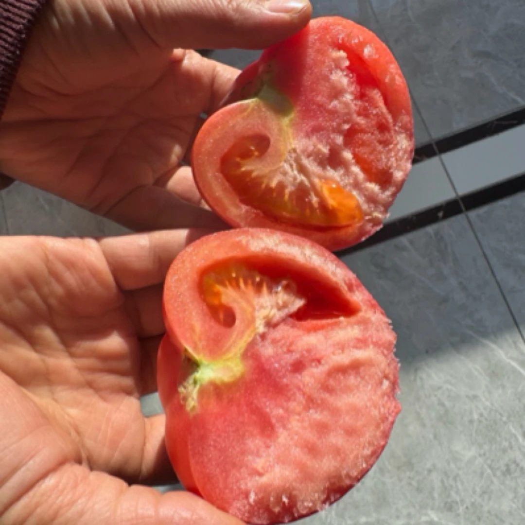 (瑕疵果）自然熟西红柿多汁沙瓤瑕疵果新鲜番茄现摘蔬菜
