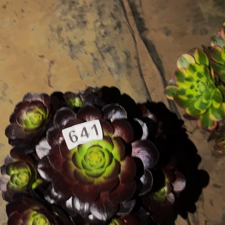 641黑骑士多肉植物处理不售后