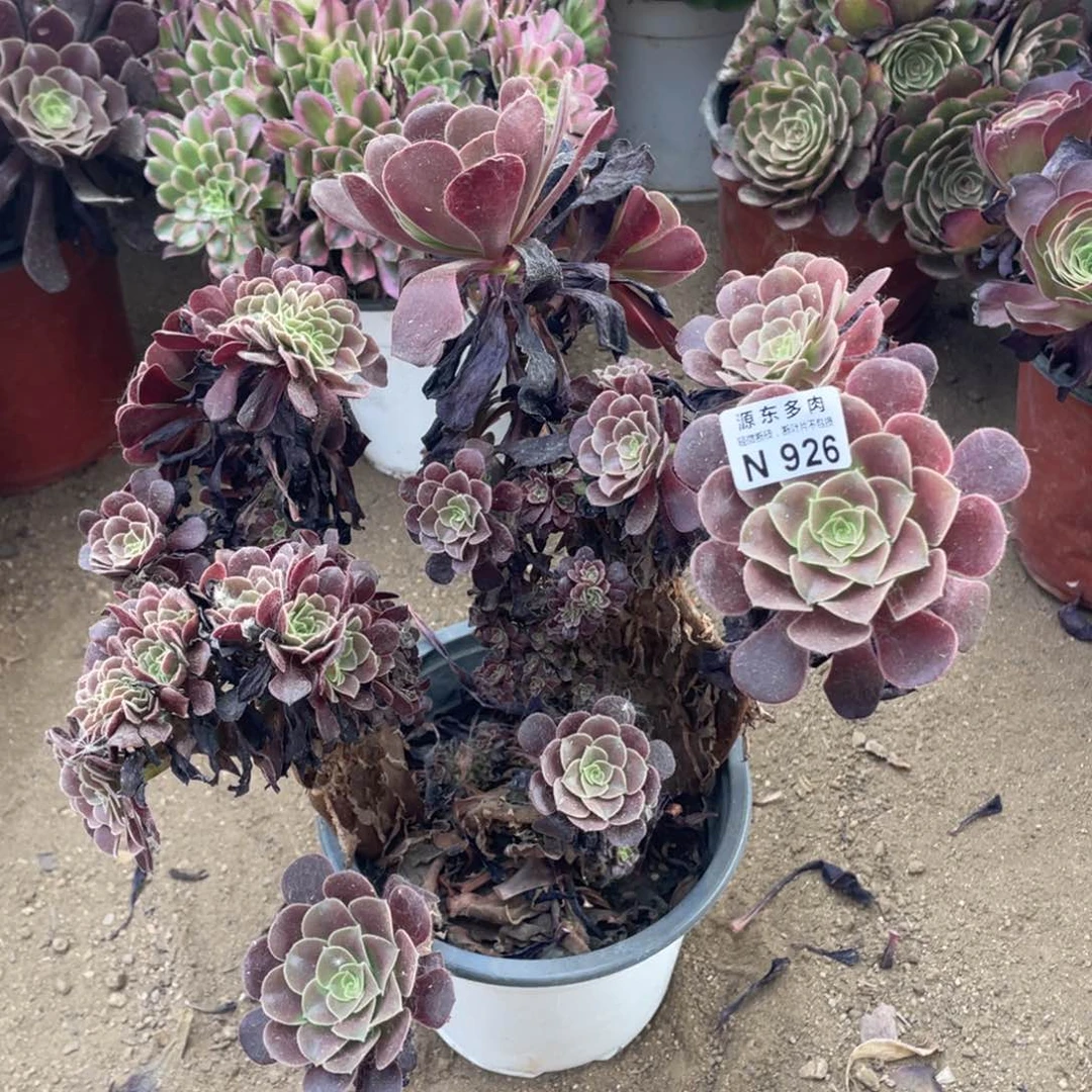 926欧紫缀多肉法师断枝不包