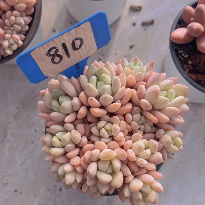 健健康康平平安安