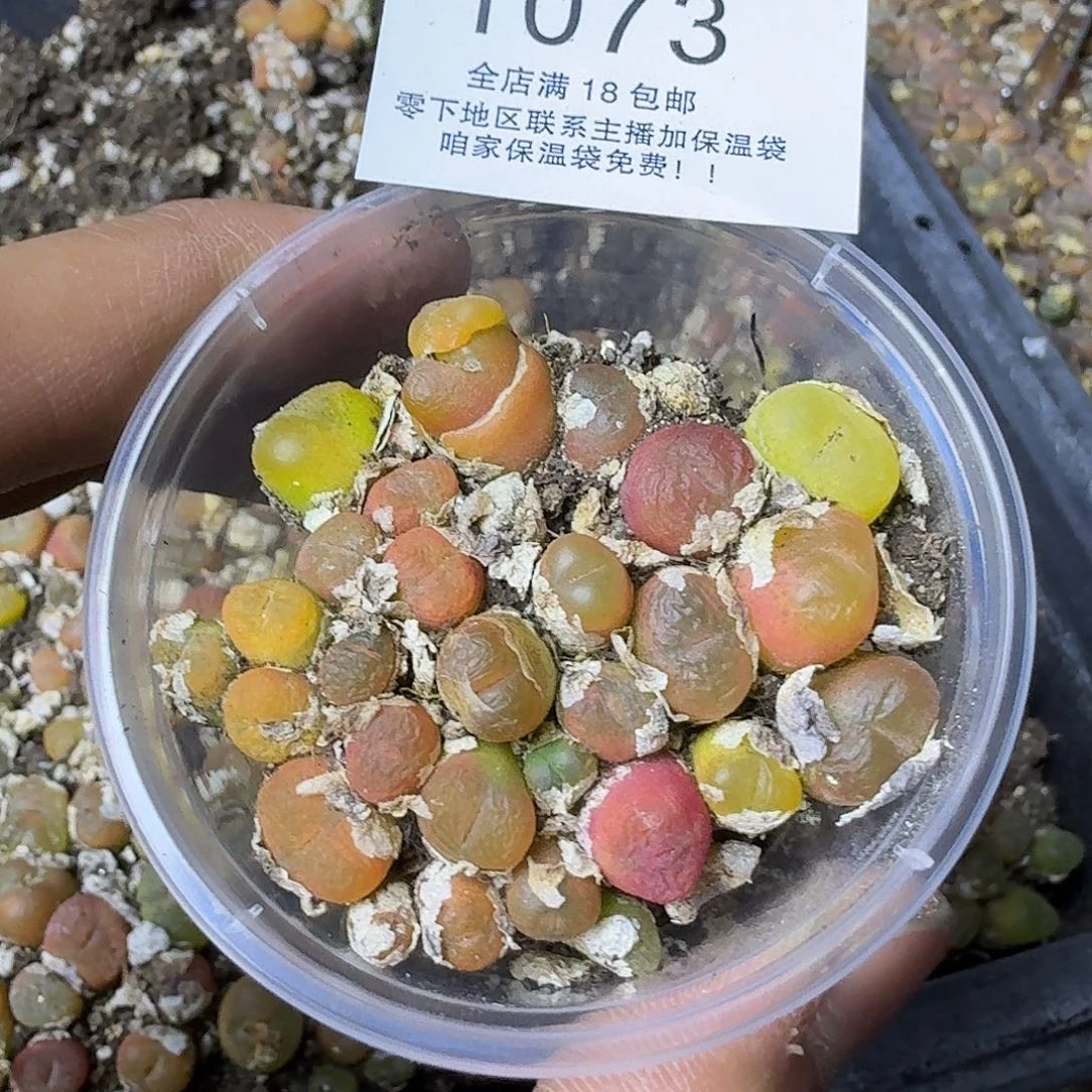 1073 哈哈哈哈哈哈哈