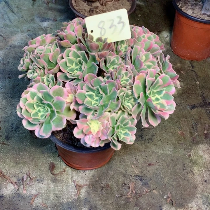 833白凤多肉一物一拍～