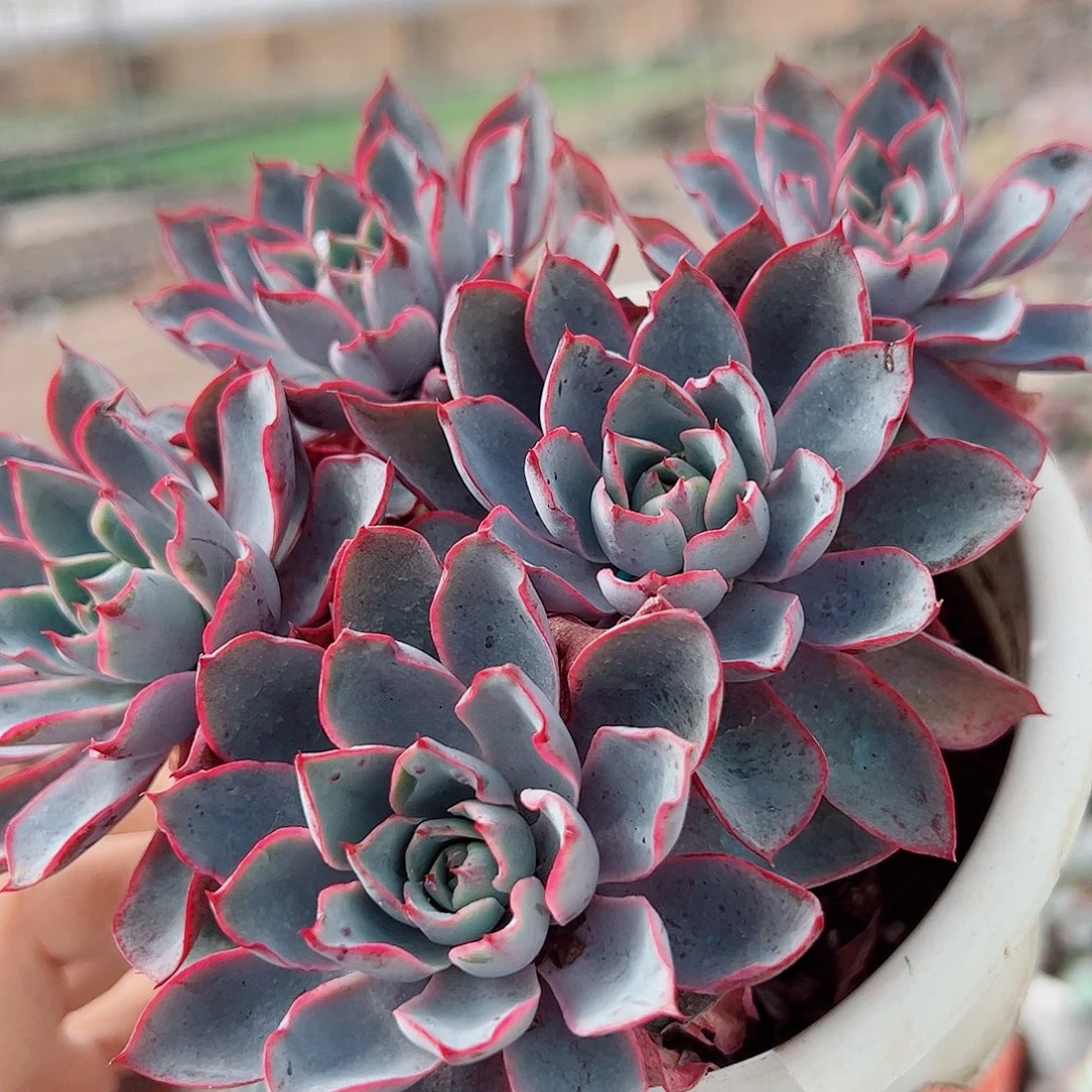 小叶赫拉五头起发精品特价