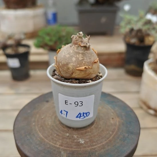 93开普敦厚敦菊块根植物