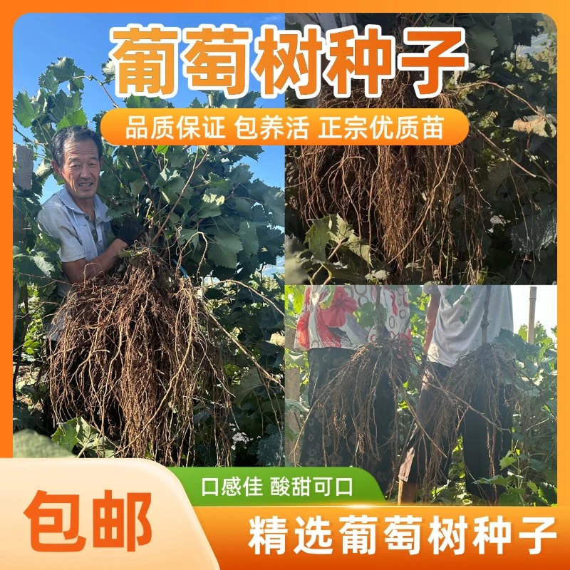 2年葡萄嫁接10棵发南北方可种植抗严寒耐高温当年结果