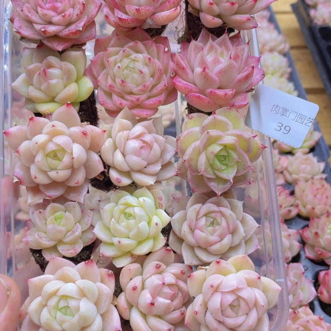 开心快乐幸福039