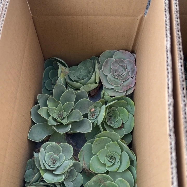 三碗005    十颗不同品种玫瑰组合