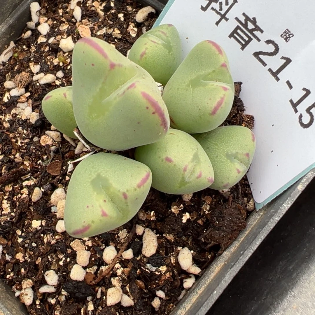 21-15少将多肉植物