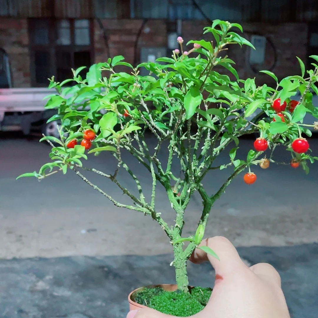 当前无花栽培后可以开花带果樱桃，运输少量掉果不售后