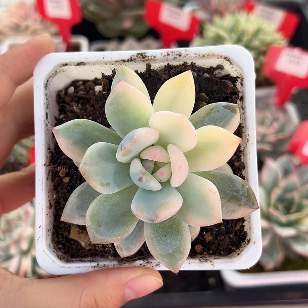 半宽锦橙梦露锦多肉植物