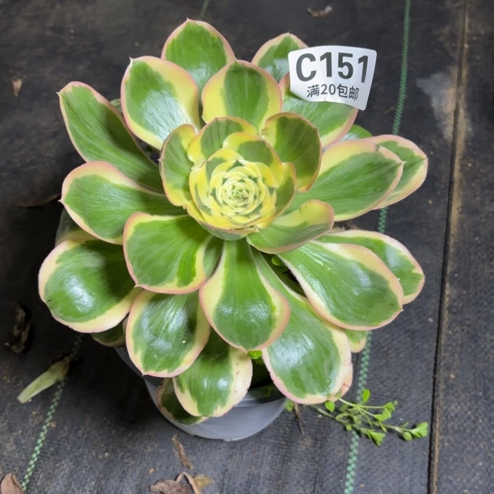 瑞妈一物一拍151