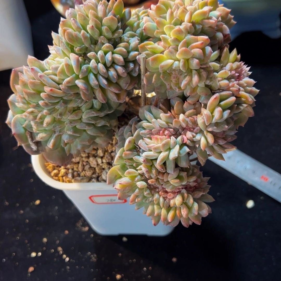 新年快乐 新年快乐