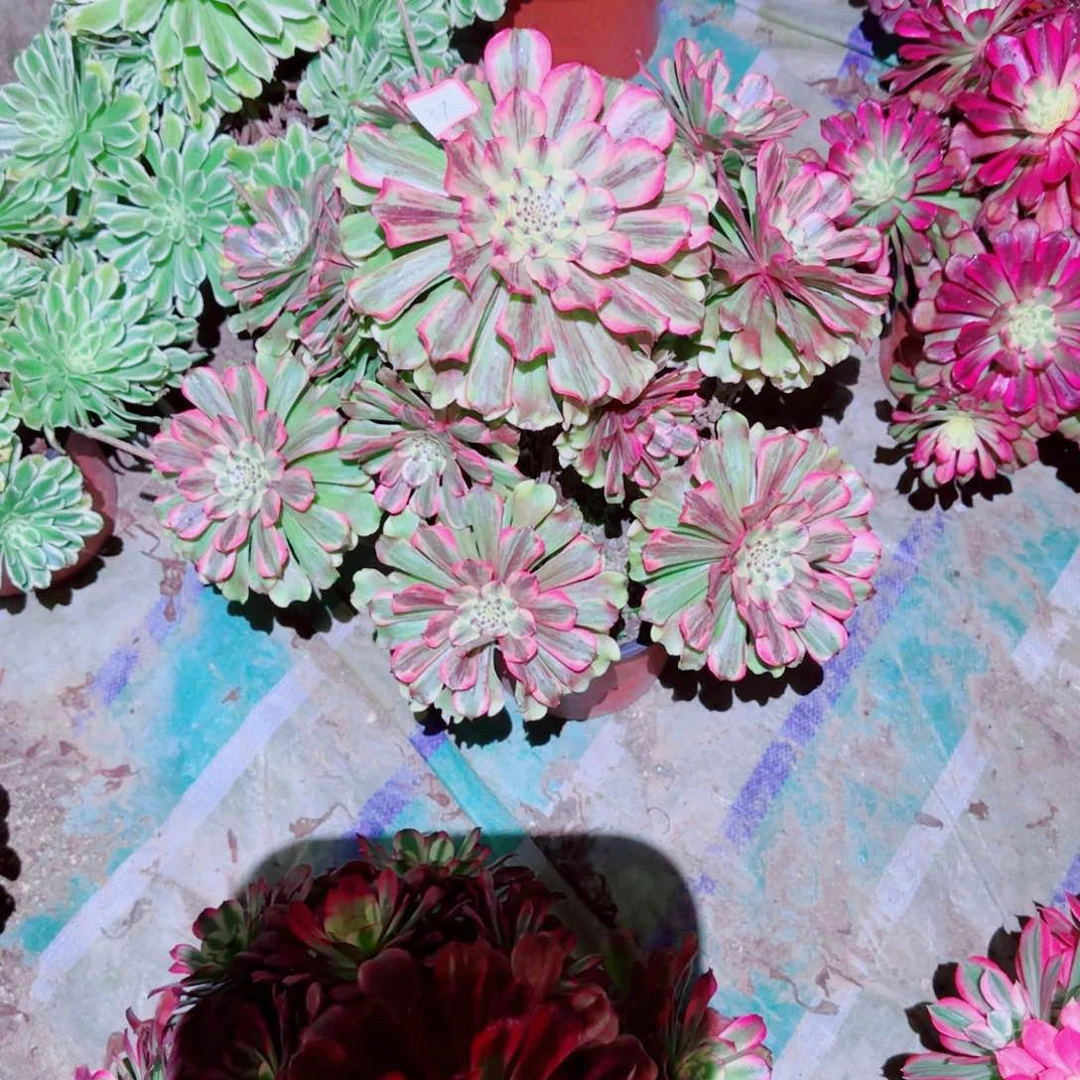 沙黄法师多肉037