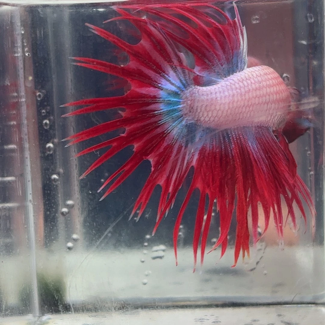 斗鱼泰国斗鱼直播158