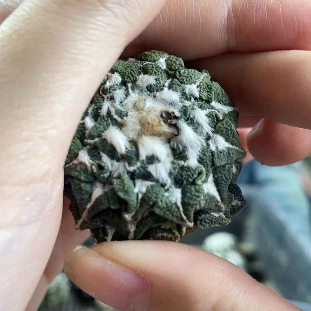 4cm无根福利黑牡丹