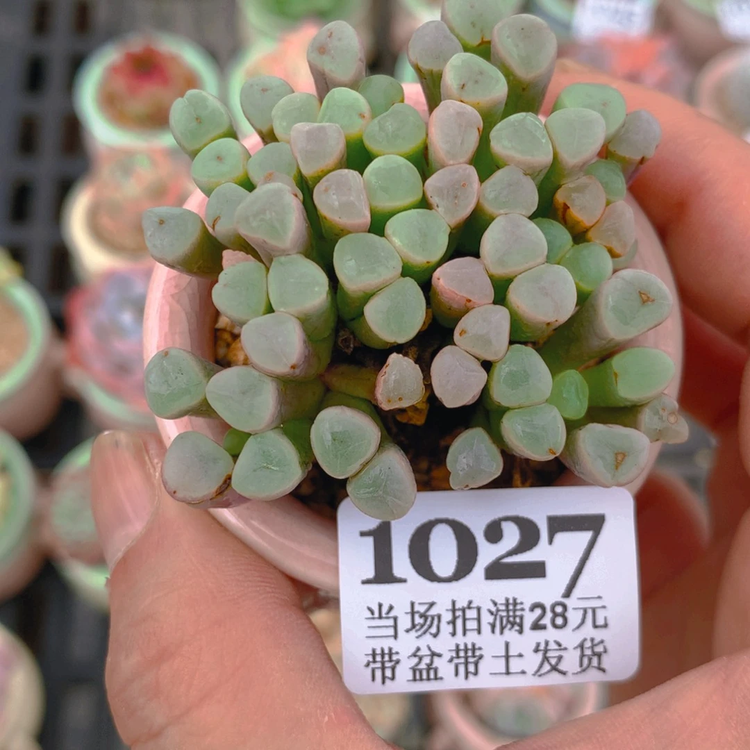精控多肉植物1027
