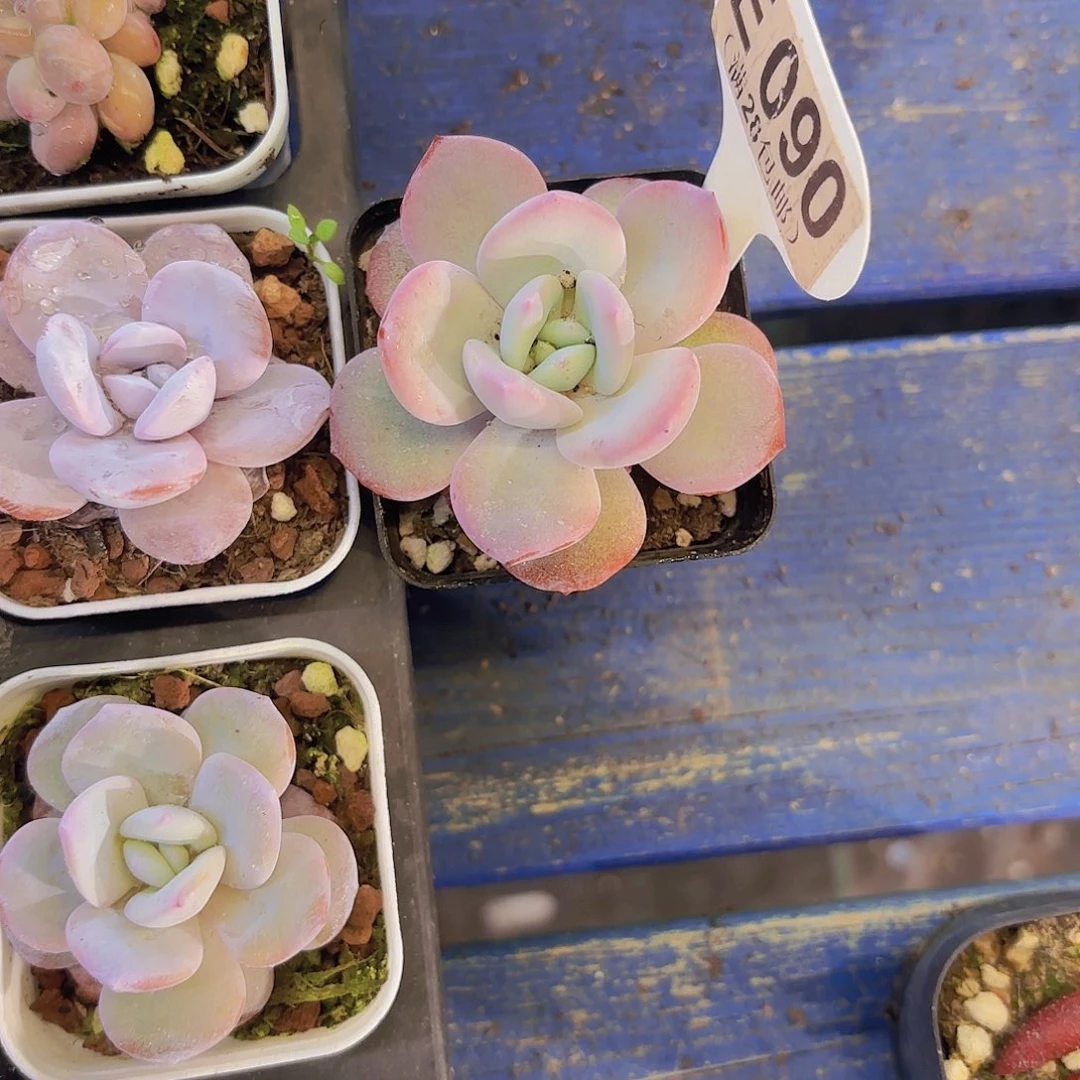 E090奶茶一物语拍