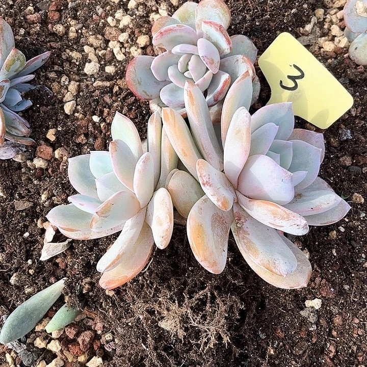 小***文奶茶3号码牌子的话题了