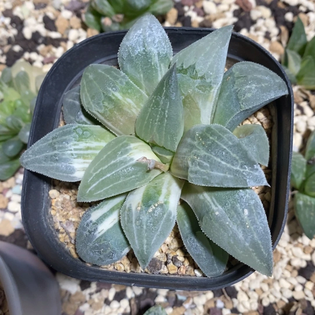 一颗实生磨面寿锦。