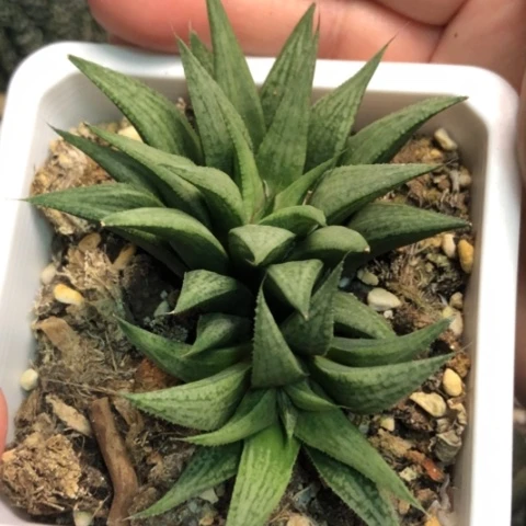 重金属乐队带盆发货哈哈哈