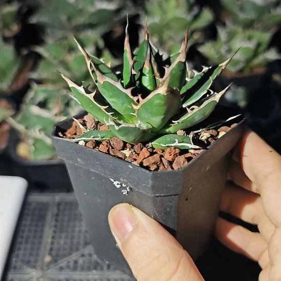 霍利达龙舌兰一物一拍