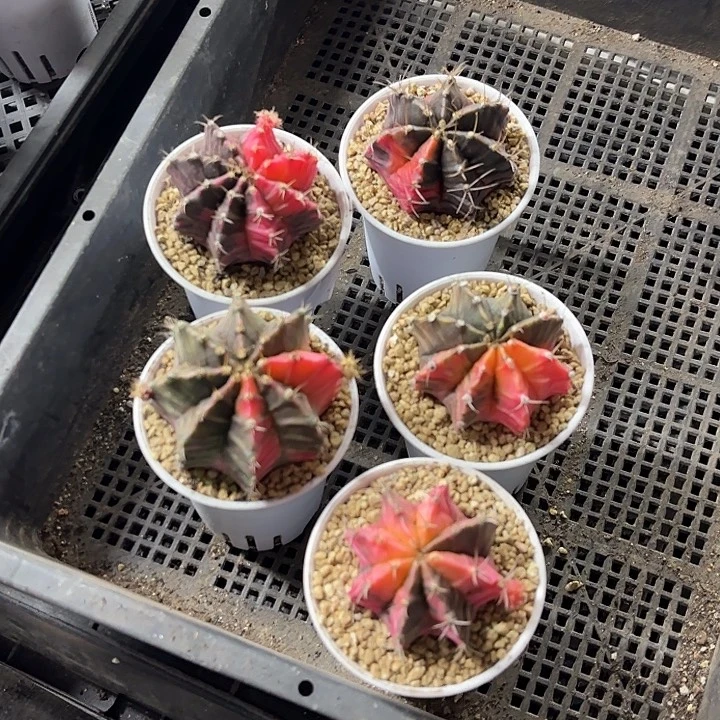 牡丹锦随机一盆实生