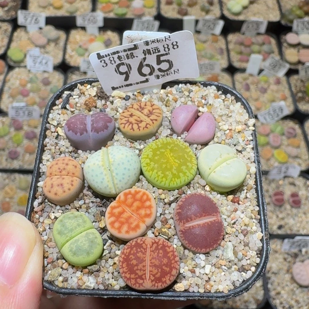@***饰Ssss精品生石花965