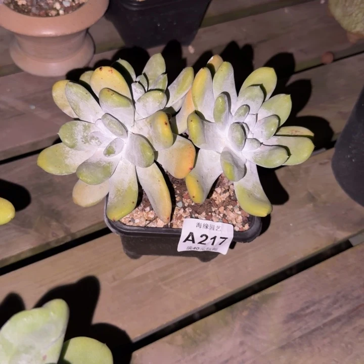 拇指仙女杯多肉植物