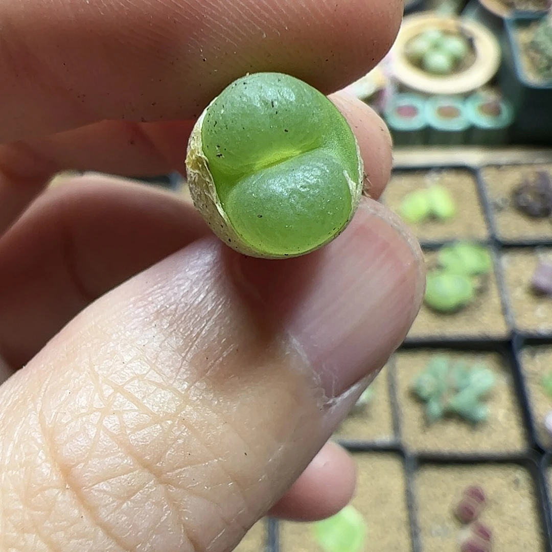 【闪购商品】12 开播福利