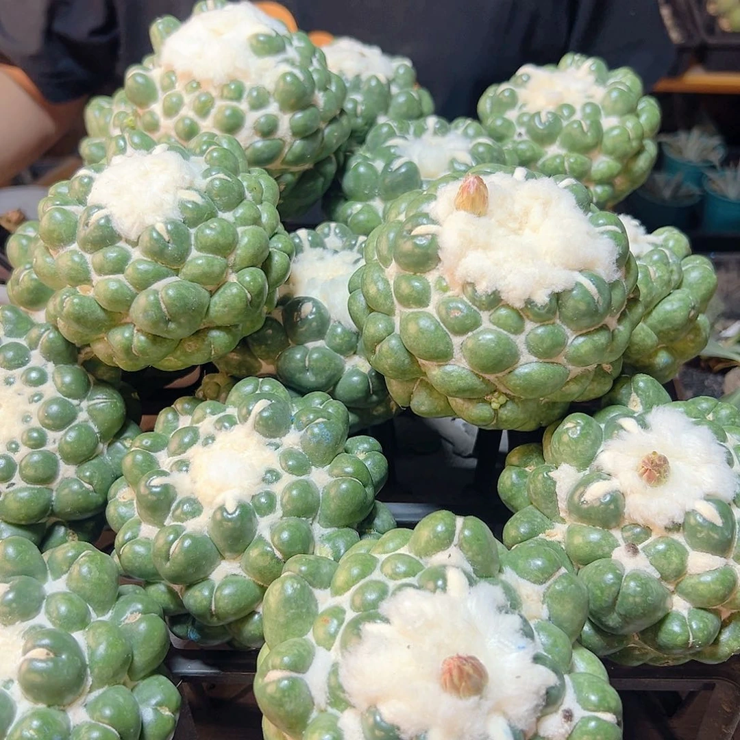 大无刺象牙无根小瑕疵9.5公分